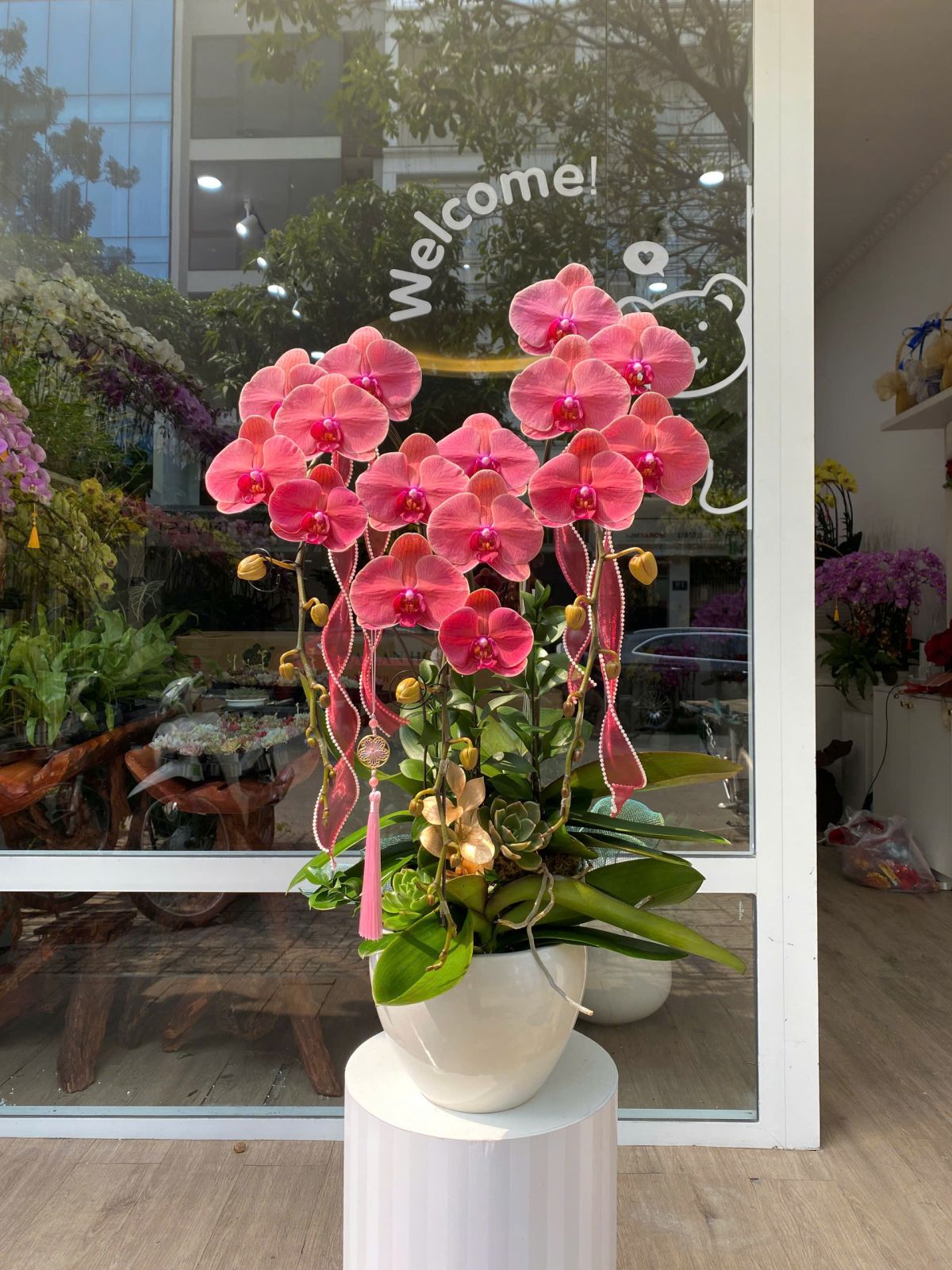 Chậu Hoa Lan Đỏ Hồng